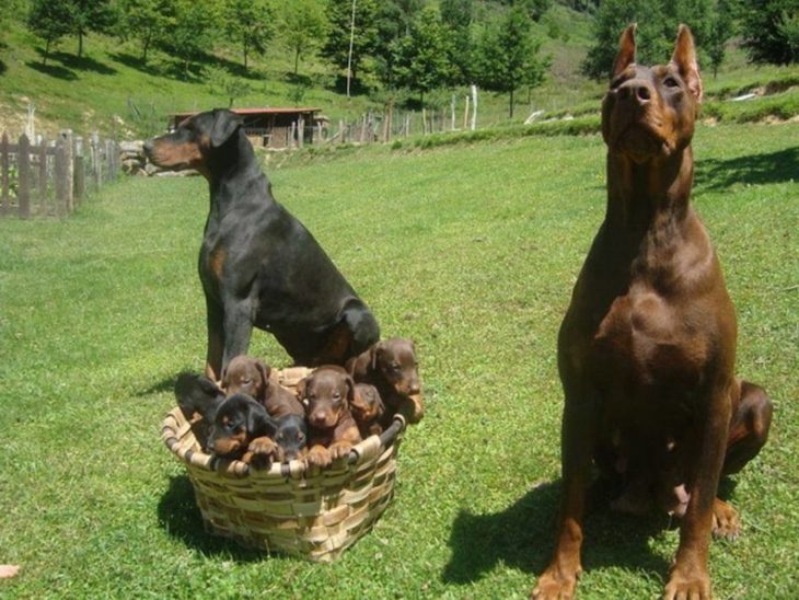 perros doberman con sus perritos