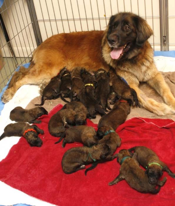 mamá con muchísimos cachorros