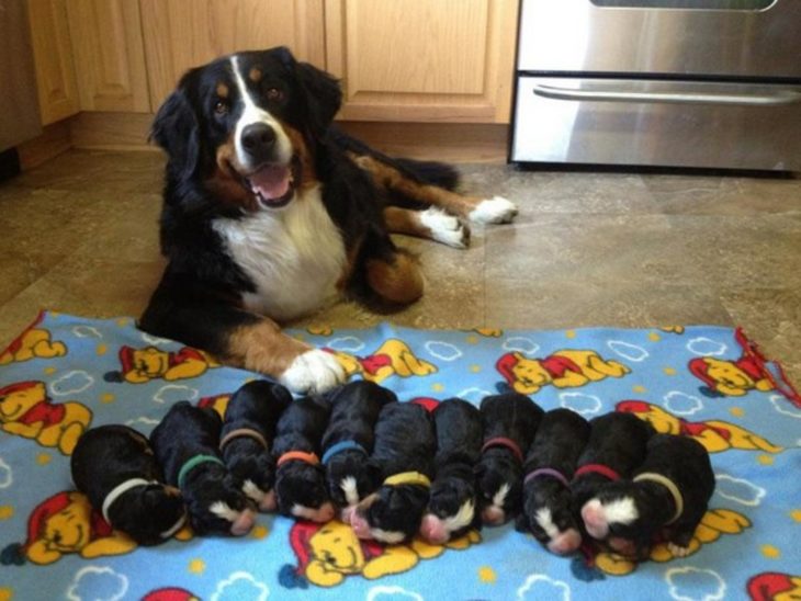 perritos en fila con collares de colores frente a sus madres