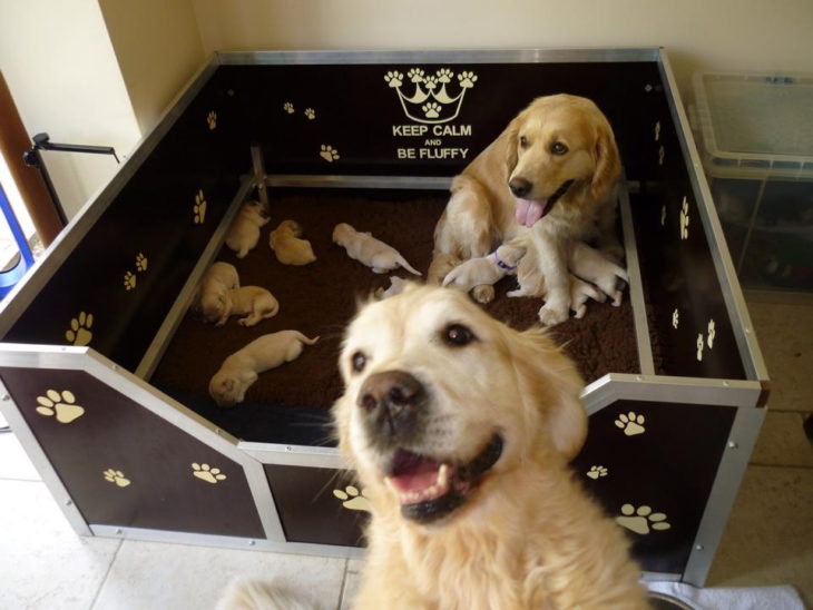 papá labrador con su motón de perritos