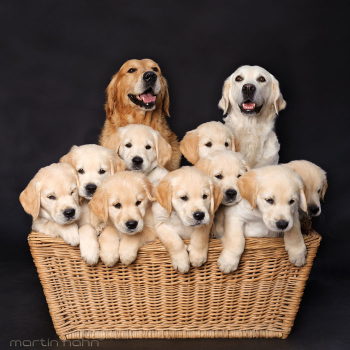 cachorros labrador