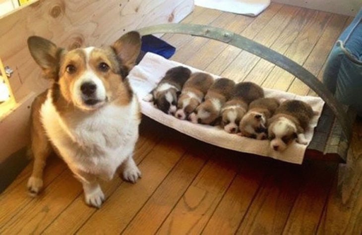 perrita mostrando a sus cachorros en una cnasta