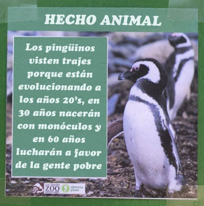 Pinguinos hecho animal evolucionan a los años 20's