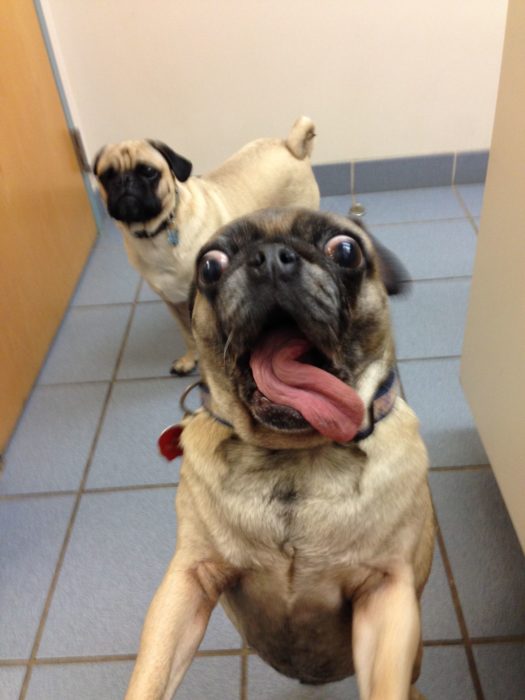 pug con la lengua de fuera