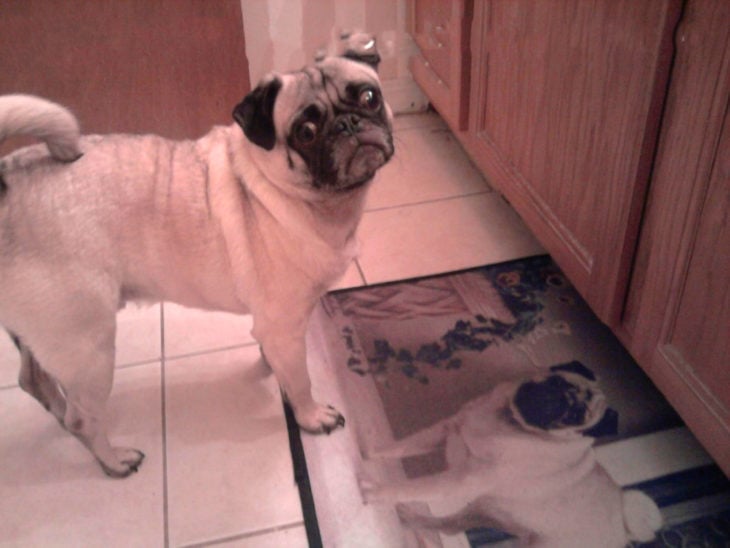 perrito con unperrito pug en el fonda