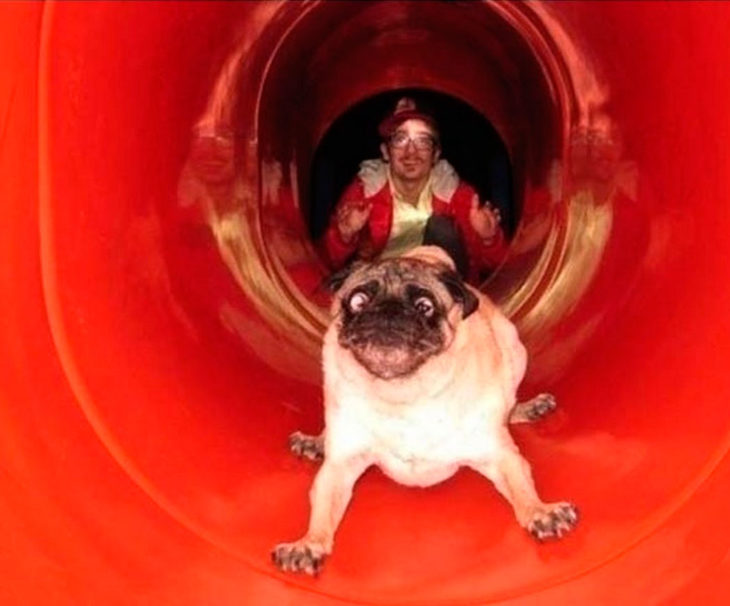 pug con cara de miedo por las resbaladillas