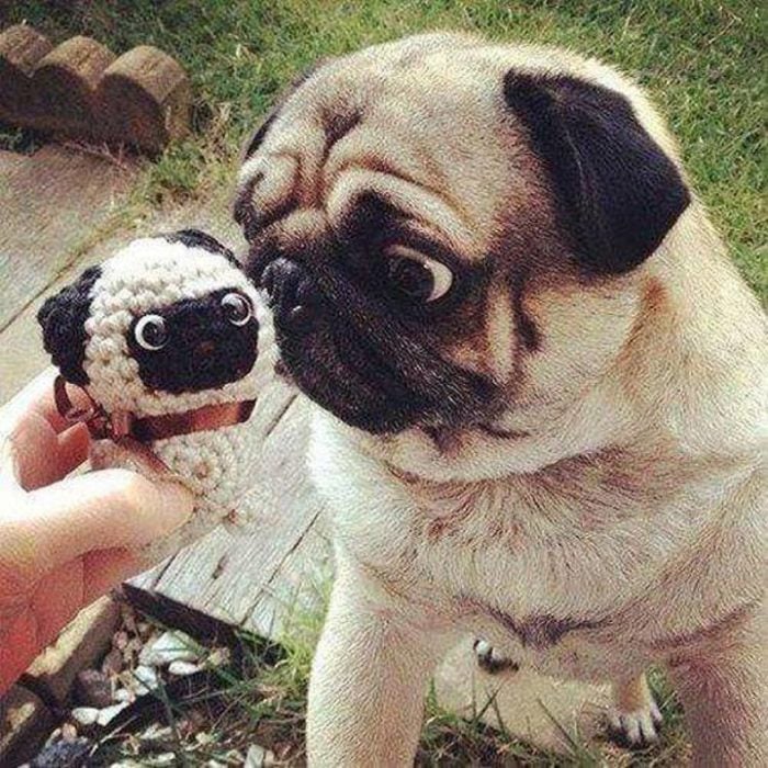 perrito pug con un mini me