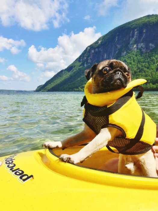 pug con un letrero amarillo