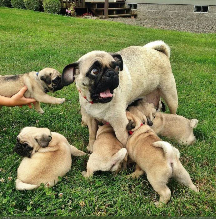 mamá pug con sus perritos pugs