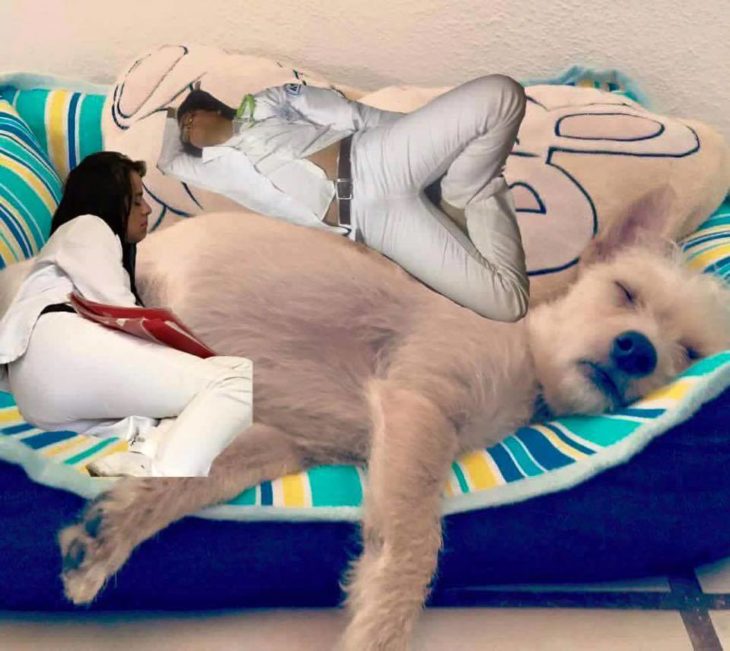 Pasante medicina se queda dormido. Photoshop perro