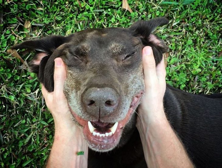 Perra labrador sonriendo