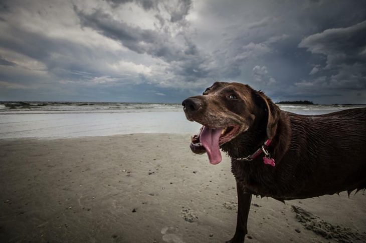 Perra labrador sin una patita en la playa con la lengua de fuera