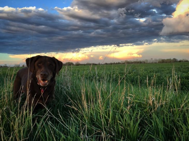 Perra labrador chocolate en medio del campo en un atardecer