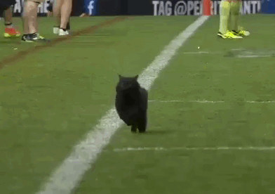 gif gatito corriendo por el campo de rugby