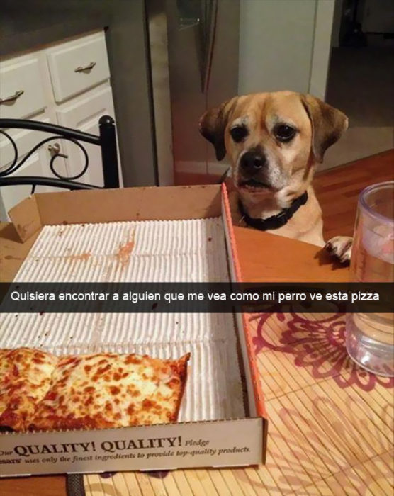 Snapchat Divertidos. Perro viendo fijamente una pizza