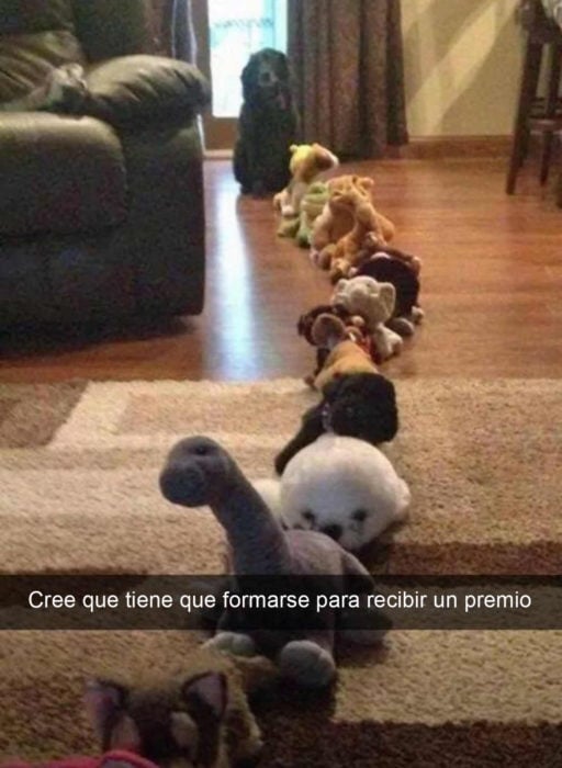 Snapchat Divertidos. Perro formado en fila detrás de peluches