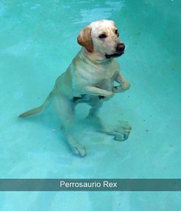 Snapchat Divertidos. Perro labrador en el agua