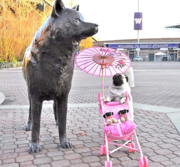 Pug paseando a pequeños hijos