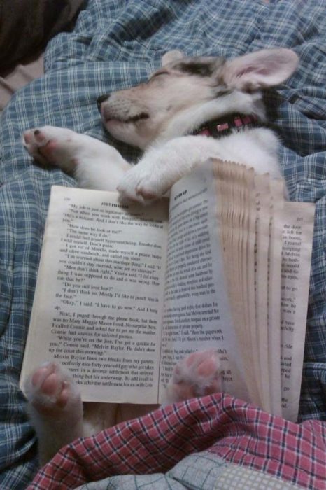 Perro con libro encima