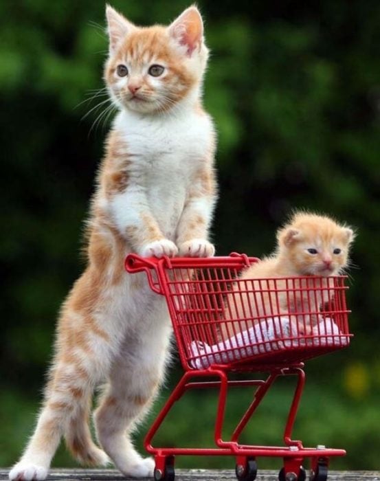 Gato paseando a gato bebe