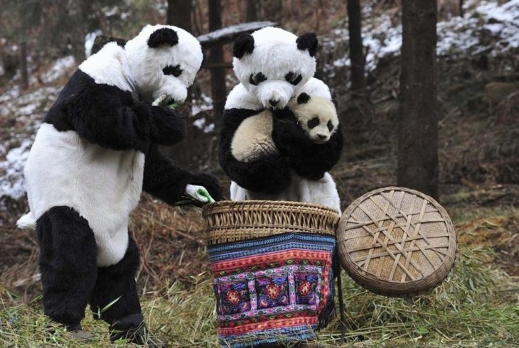 Pandas cargando a bebe panda