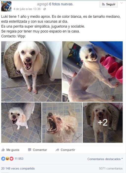 Publicación del face en dodne dan en adopcion a Luki