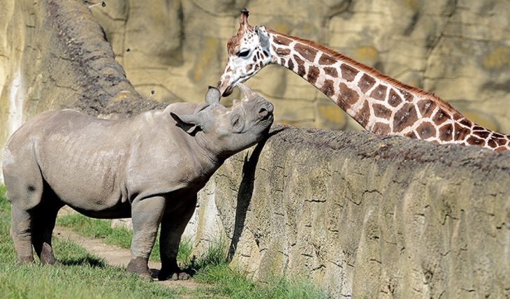 Una jirafa y un rinoceronte en un zoo separados por un muro