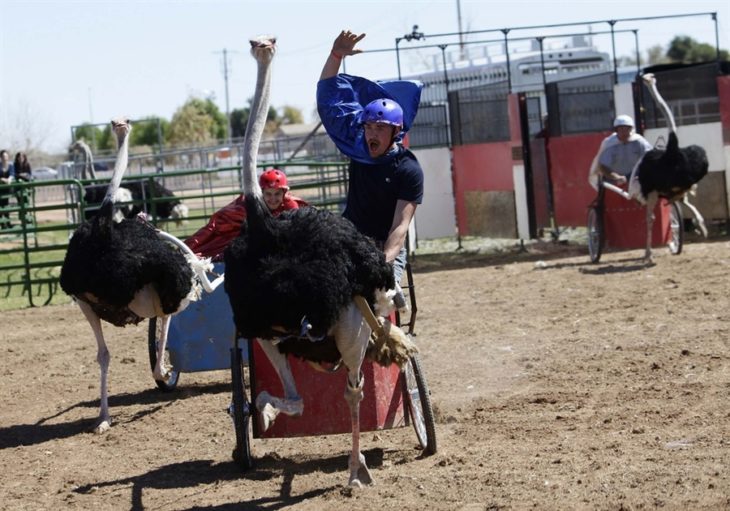 carrera de avestruces