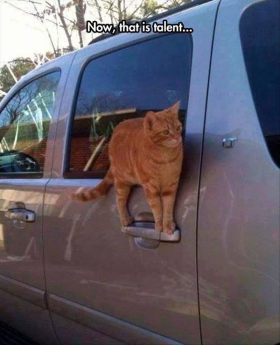 gato parado en una camioneta