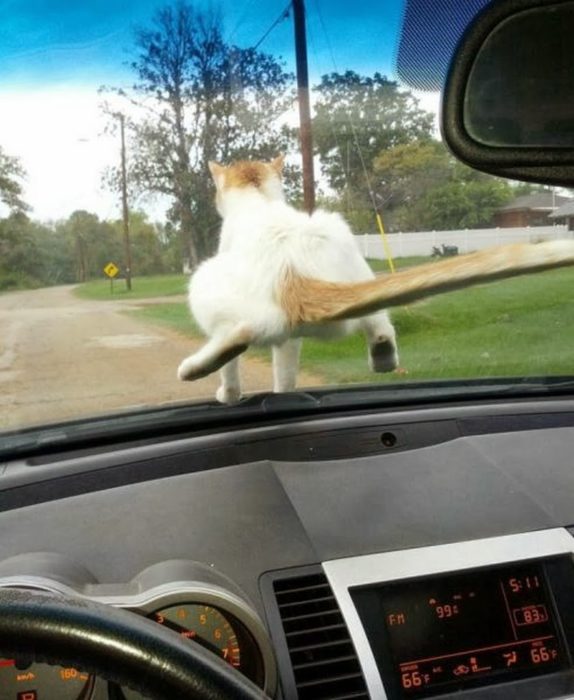 gato pone su trasero en el parabrisas de un auto