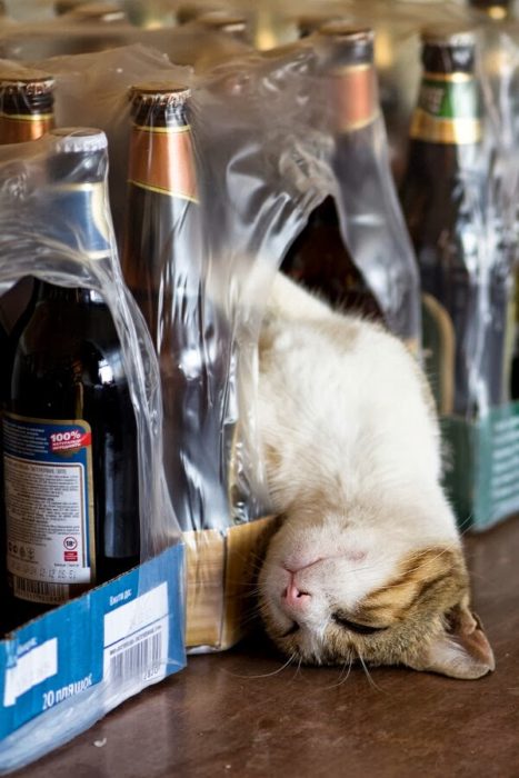 gato dormido entre cervezas 