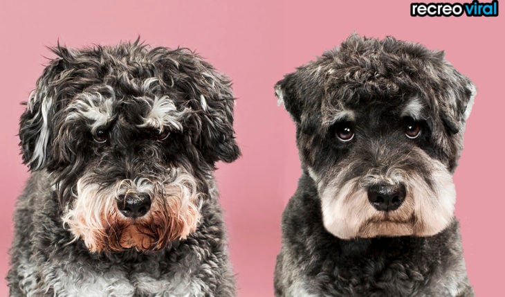 antes y después corte de cabello perro esponjoso negro