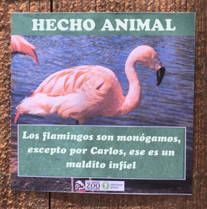 Flamingo infiel hecho animal