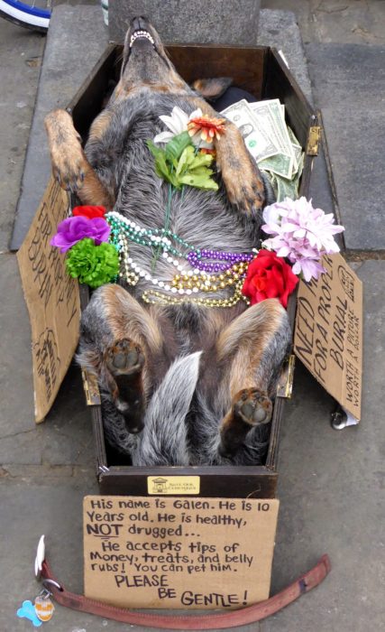 Perro en caja de ataud con flores y collares de colores