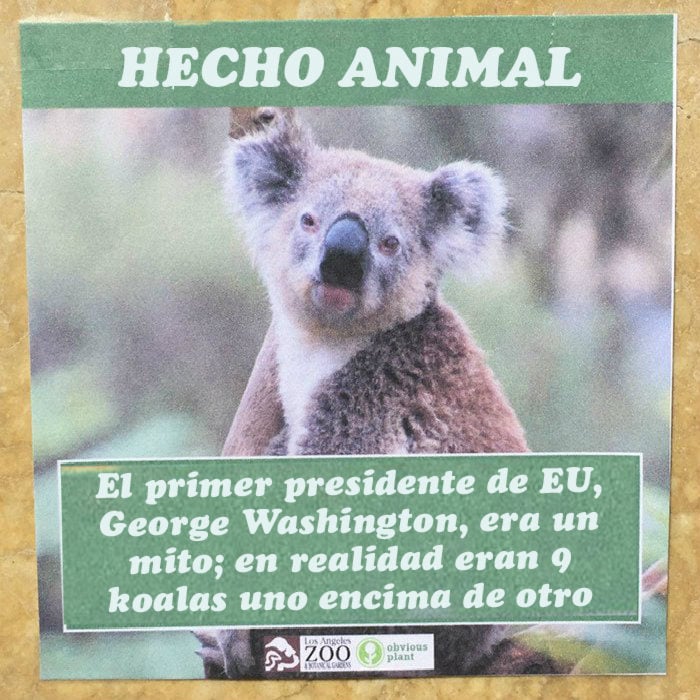 Koala Geoge Washinton hecho animal