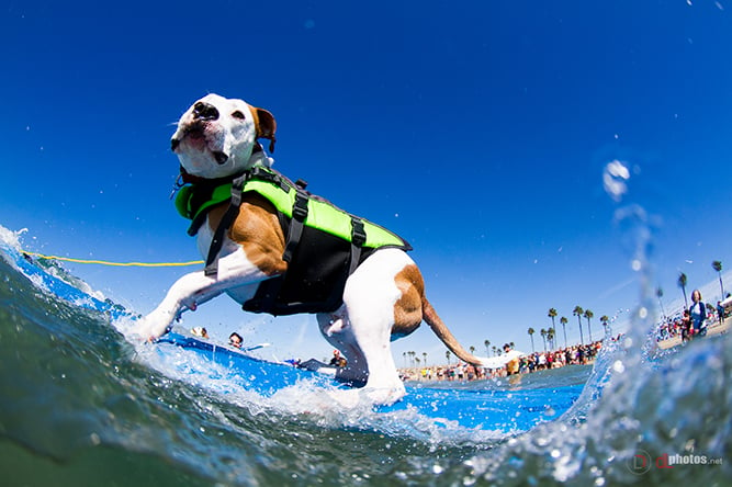 perro surfeando