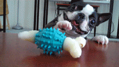 gif de perro llevándole su juguete a su dueño