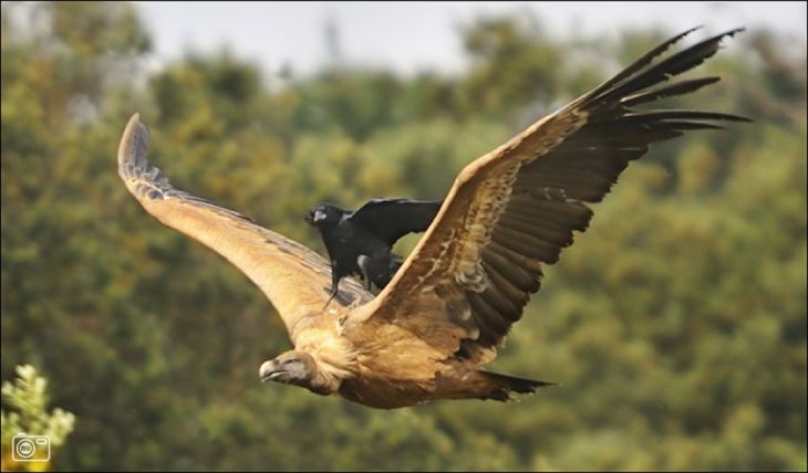 Cuervo arriba de un aguila mientras vuela