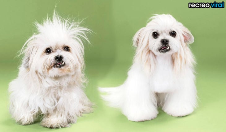 antes y después corte de cabello perra con colmillo salido