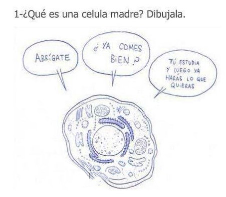 Respuestas ingeniosas. Dibuja una célula madre