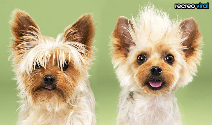 antes y después corte de pelo perro pequeño loco