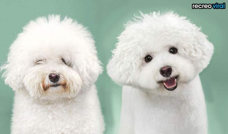 antes y después corte de cabello perro esponjoso blanco