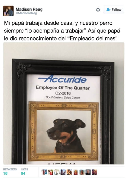 perrito empleado del mes