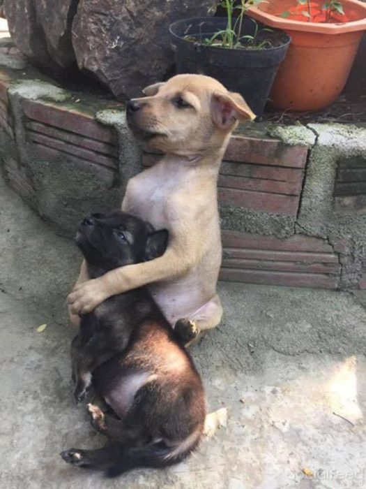 dos cachorros abrazados