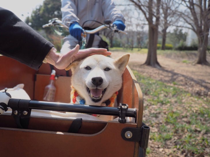 shiba sonriendo