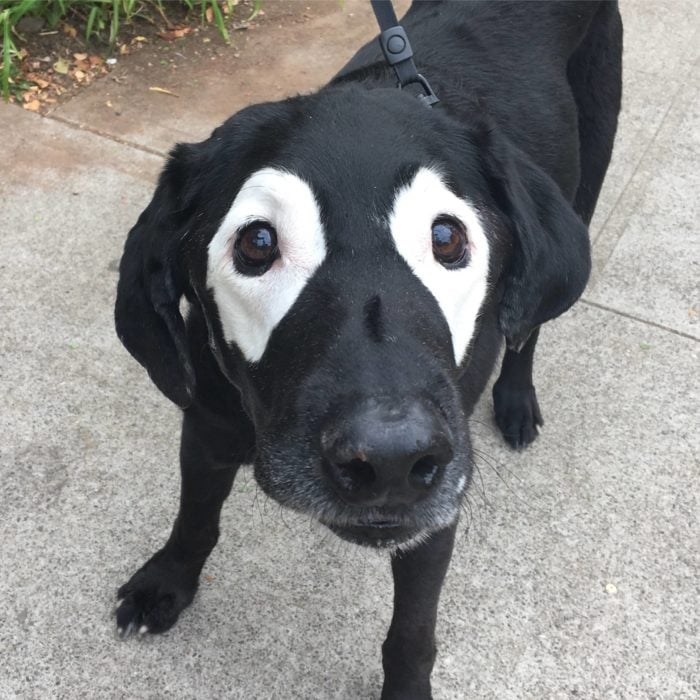 perro labrador con manchas blancas