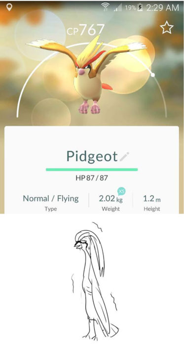 pidgeot