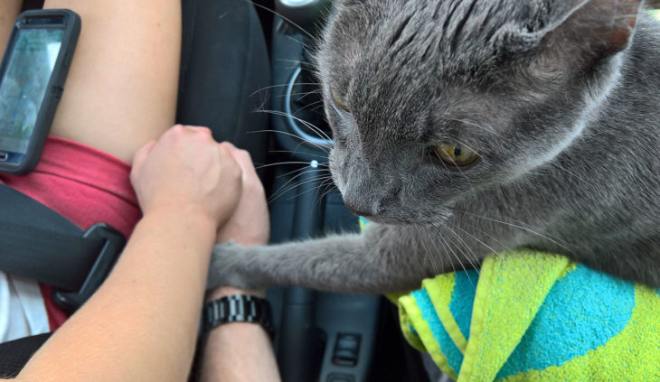 gato sosteniendo la mano de dos personas