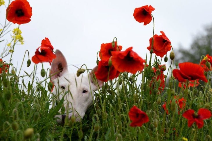 perrita blanca entre flores rojas