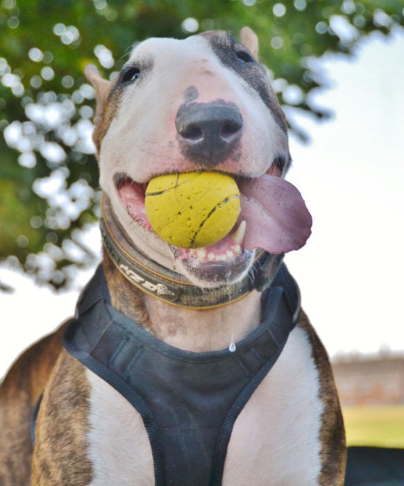 perro con pelota sonriendo